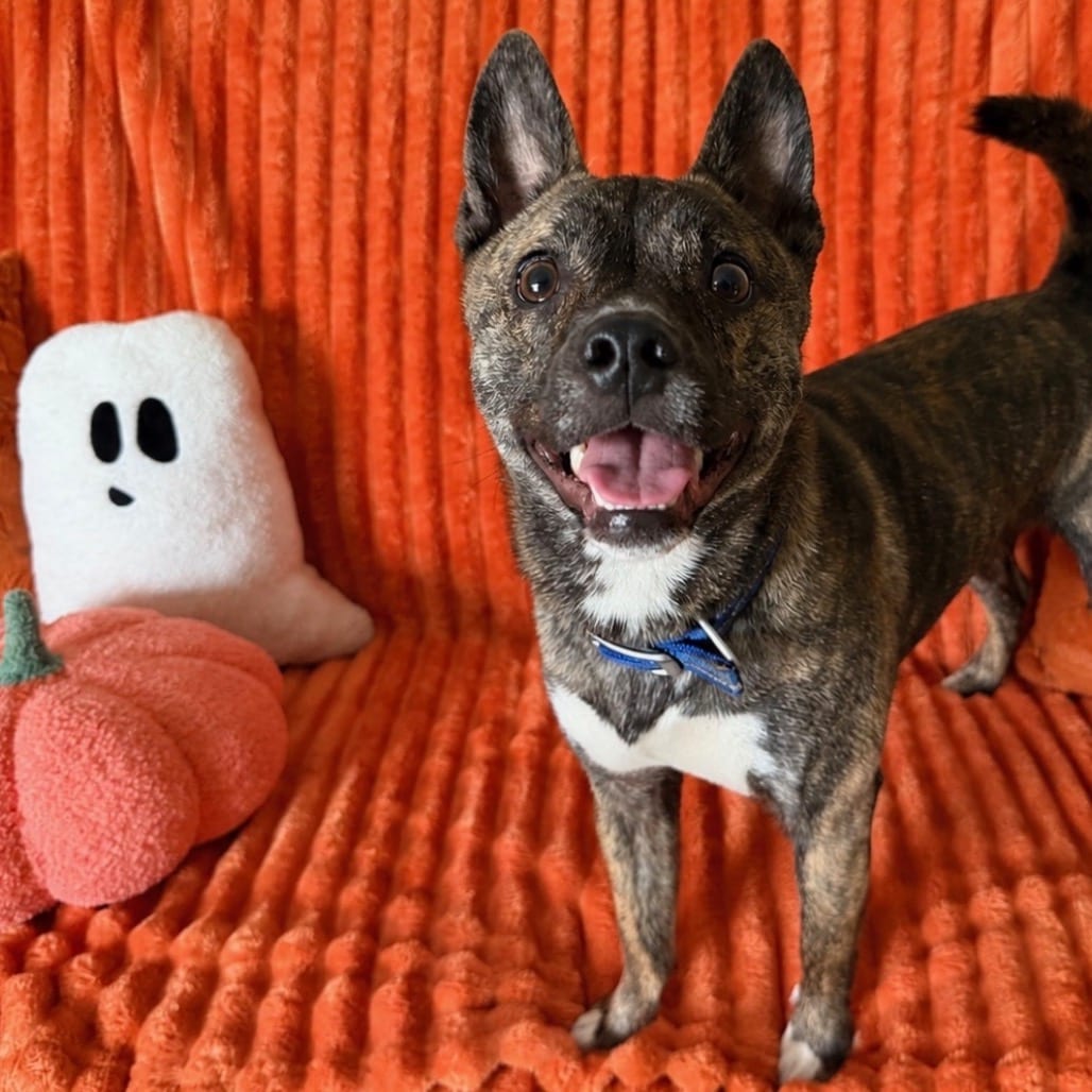 Photo of Twig, adoptable Shiba Inu / Terrier, Boston in Sullivan, Illinois