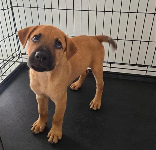 Photo of Robin, adoptable Shepherd in Albion, New York