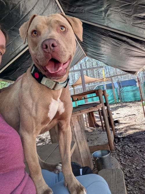 Photo of Honey, adoptable Unknown breed (short coat) in McCormick, South Carolina