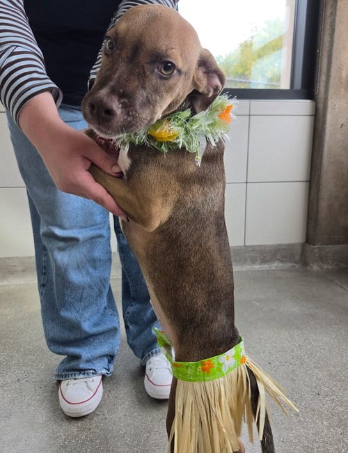 Photo of Aura, adoptable Unknown breed in Rancho Santa Fe, California