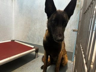 Photo of Greta, adoptable Belgian Shepherd Malinois in Baldwin Park, California