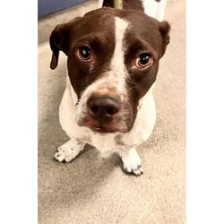 Photo of Samantha, adoptable Dachshund in Doral, Florida