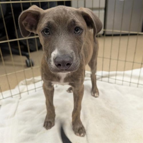 Photo of Kramer, adoptable Pit Bull Terrier in Plano, Texas