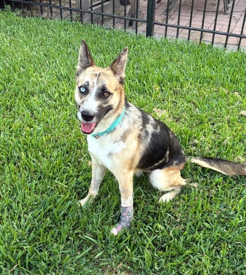 Photo of Bitsy, adoptable Australian Cattle Dog/Blue Heeler in Houston, Texas