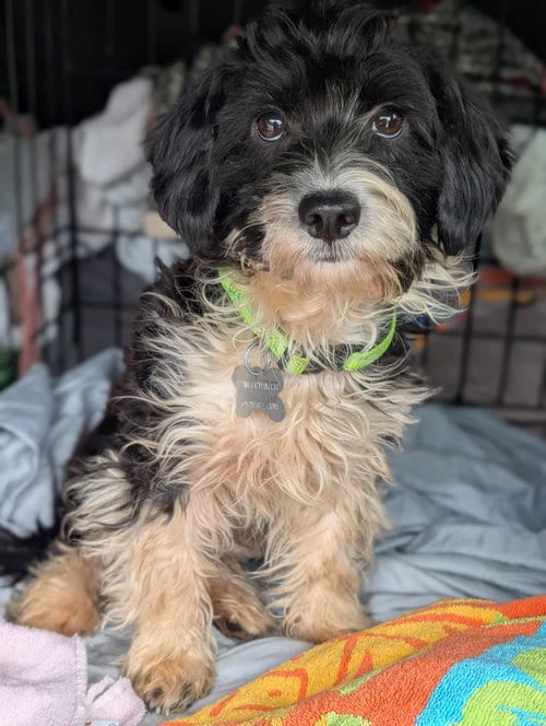 Photo of Bob, adoptable Terrier in Holly Springs, North Carolina