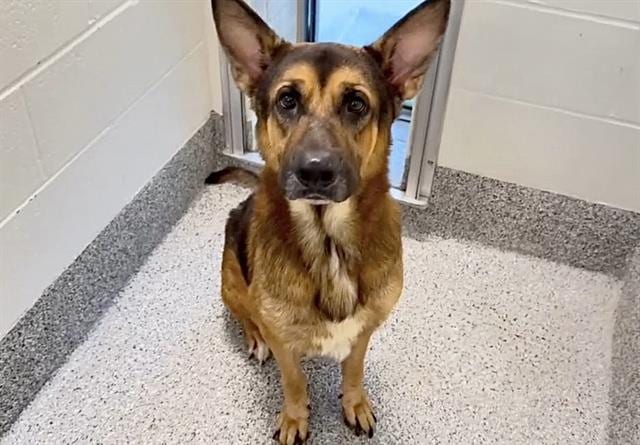 Photo of Goose, adoptable Belgian Malinois and Labrador Retriever in Houston, Texas