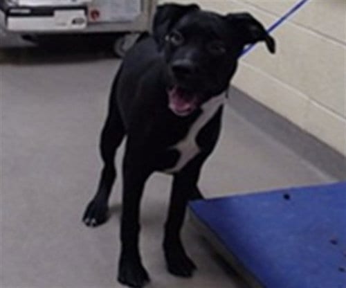 Photo of Vesper, adoptable Labrador Retriever in Denver, Colorado