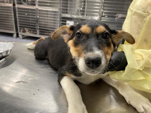 Photo of A1935701, adoptable German Shepherd Dog in Thousand Palms, California