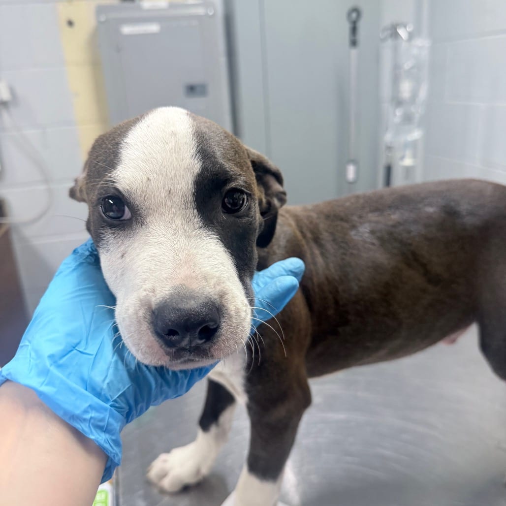 Photo of Barrel, adoptable Mixed Breed (Small) in Summerville, South Carolina
