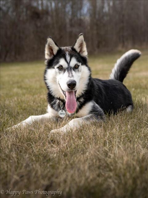 Photo of Coco, adoptable Siberian Husky in Forestville, Maryland