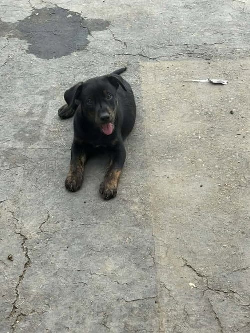 Photo of Larkin, adoptable Catahoula Leopard Dog in Turlock, California