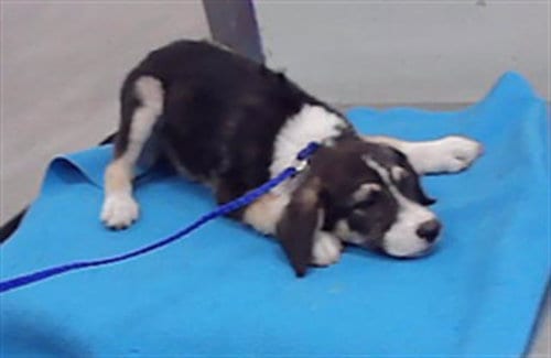 Photo of A2098324, adoptable Husky in Houston, Texas