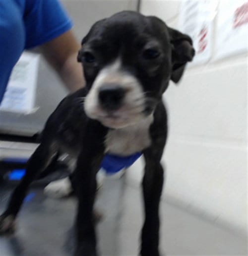 Photo of A434716, adoptable American Staffordshire Terrier in Fayetteville, North Carolina