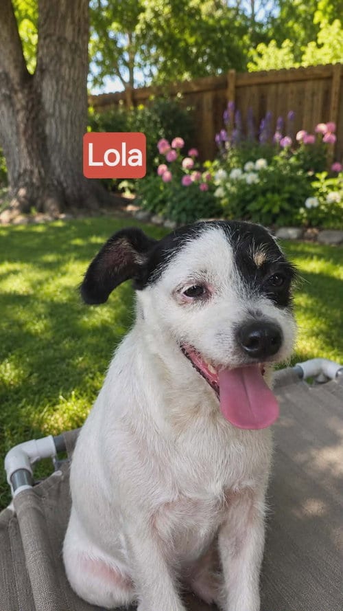 Photo of Lola, adoptable Shih Tzu in Oakhurst, New Jersey