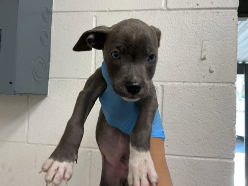Photo of Bongo, adoptable Pit Bull Terrier in San Bernardino, California