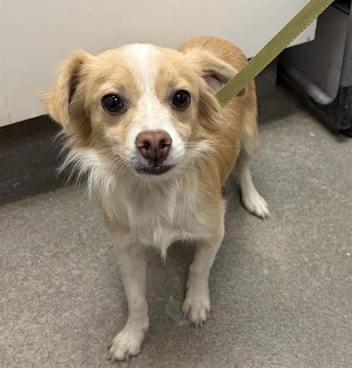 Photo of Stitch, adoptable Chihuahua in HESPERIA, California