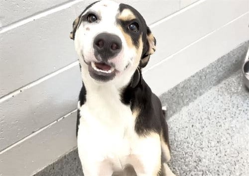 Photo of Parker, adoptable Labrador Retriever in Houston, Texas