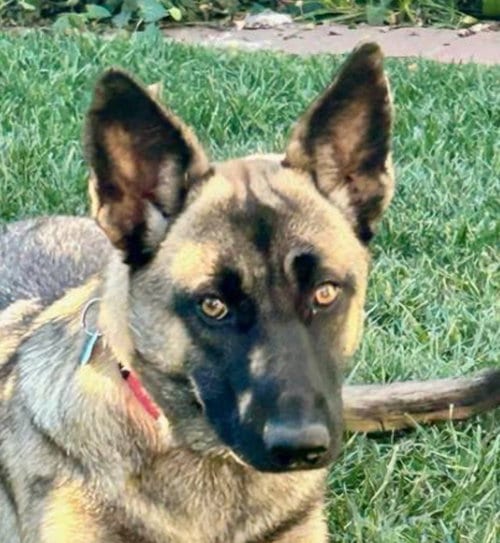Photo of Honey “, adoptable Belgian Shepherd Malinois in Newport Beach, California