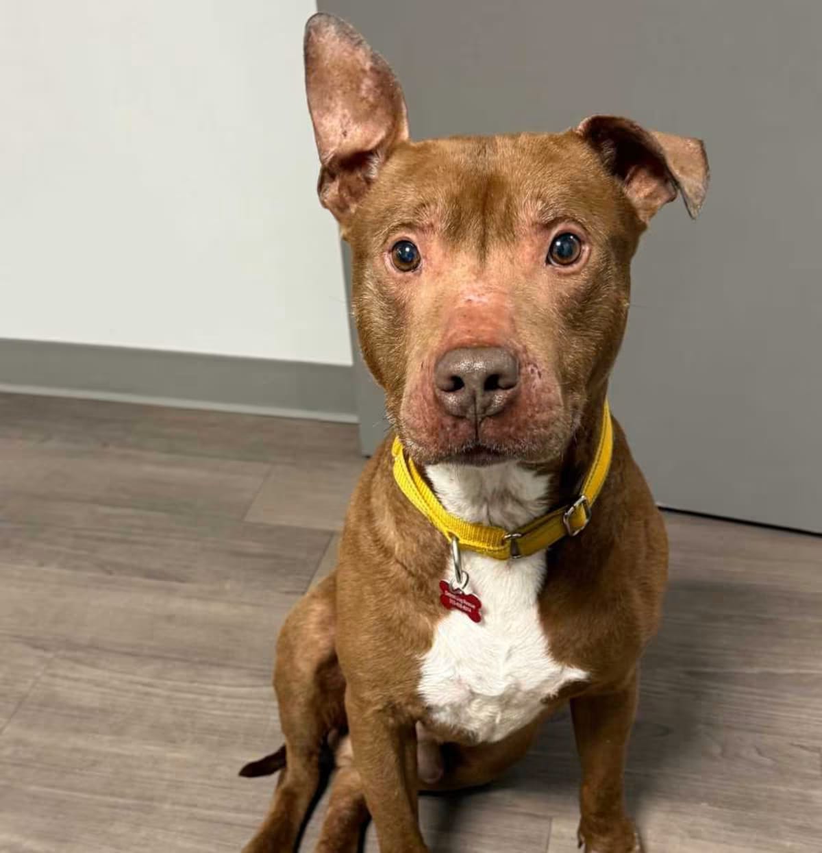 Photo of Canfield, adoptable Mixed Breed (Large)/Pit Bull Terrier in St. Clair Shores, Michigan