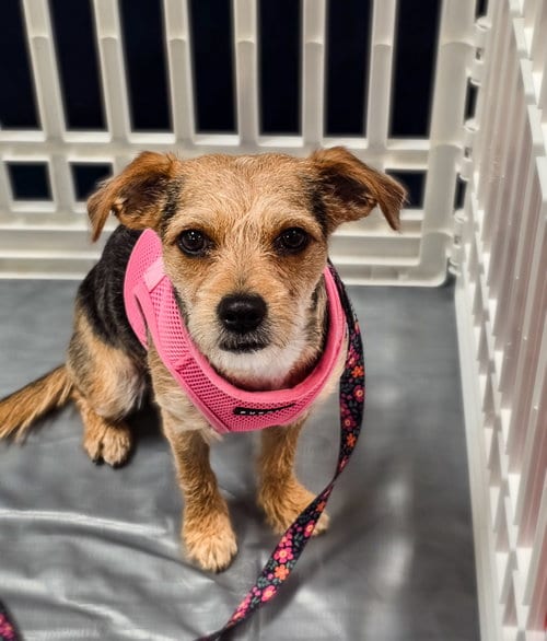Photo of Linda, adoptable Yorkshire Terrier Yorkie in Morganville, New Jersey