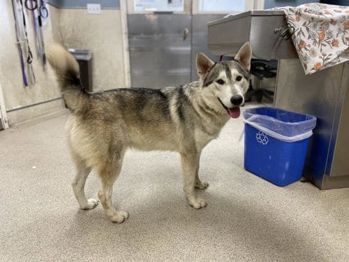 Photo of Bandit, adoptable Siberian Husky in Riverside, California