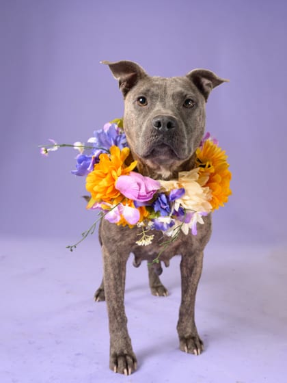 Photo of Victoria, adoptable dog in Atlanta, Georgia