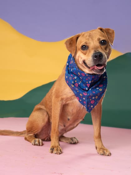 Photo of Mary Puppins, adoptable dog in Atlanta, Georgia
