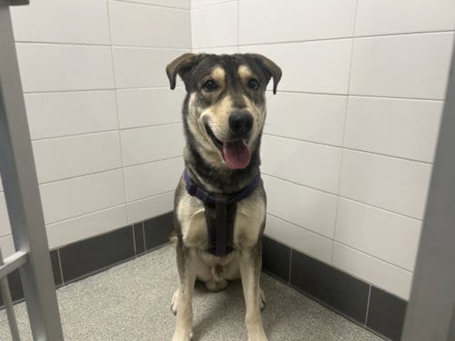 Photo of Sky, adoptable German Shepherd Dog in Fort Collins, Colorado