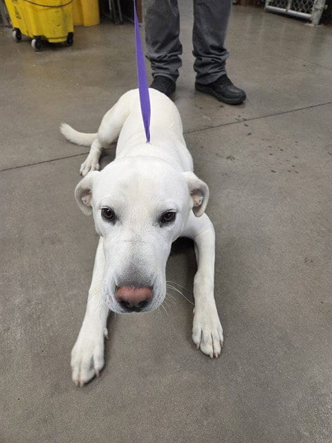 Photo of Sir Wiggles, adoptable Labrador Retriever in Phoenix, Arizona