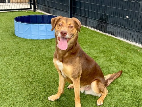Photo of Herbert, adoptable Labrador Retriever in Orange, California