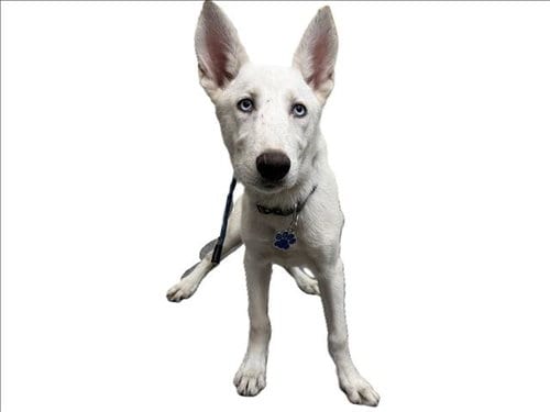 Photo of Coco, adoptable Siberian Husky in Los Angeles, California