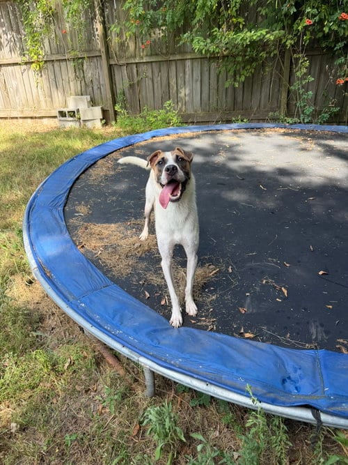 Photo of Cooper, adoptable Hound in Jackson, Mississippi