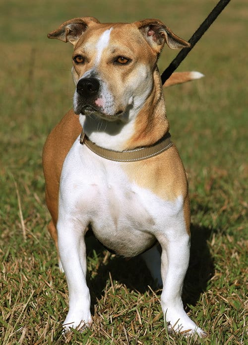 Photo of Lillian, adoptable Terrier in North Fort Myers, Florida