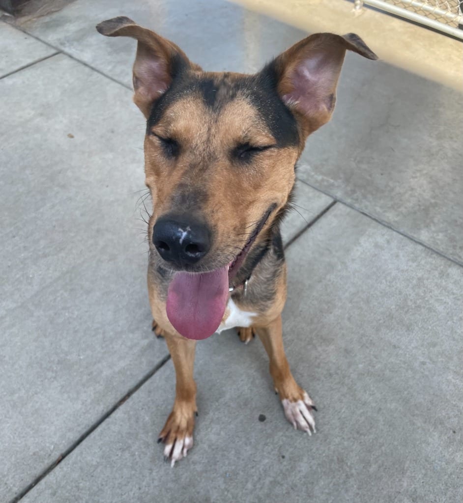 Photo of Bella, adoptable German Shepherd Dog in Maumelle, Arkansas