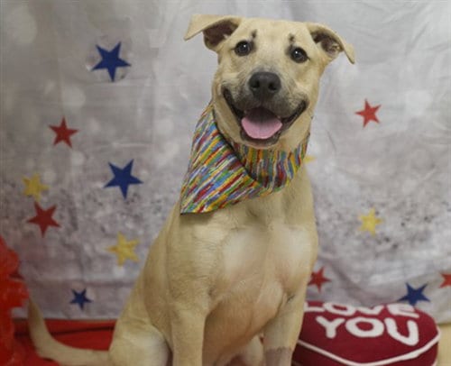 Photo of Journey, adoptable Labrador Retriever in Placerville, California