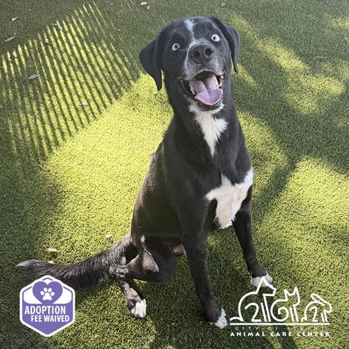 Photo of Beau, adoptable Labrador Retriever in Irvine, California