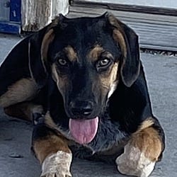 Photo of Sissy, adoptable German Shepherd Dog Beagle in Hartford, Kentucky