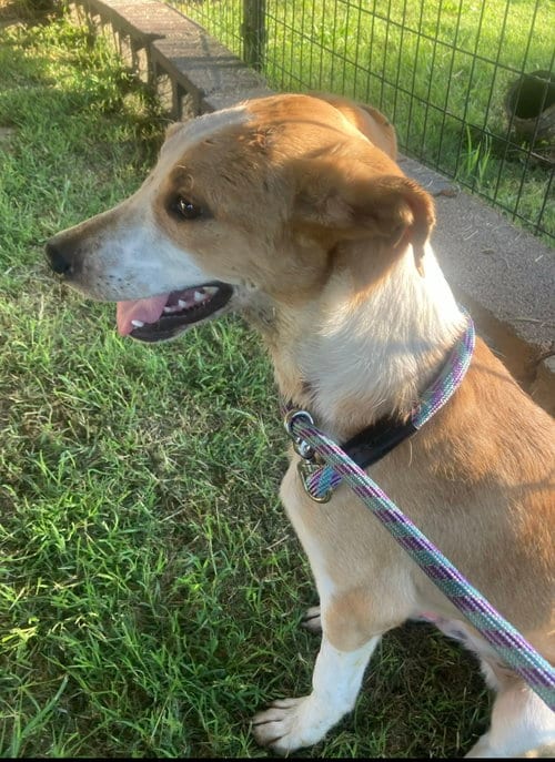 Photo of Mason (in foster), adoptable Border Collie in Pottstown, Pennsylvania