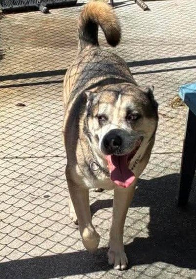 Photo of Roy, adoptable Pit Bull Terrier in Pompano Beach, Florida