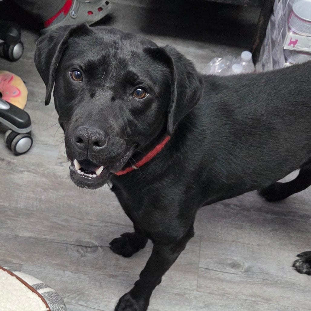 Photo of Ringo, adoptable Retriever, Black Labrador / Mixed Breed (Medium)