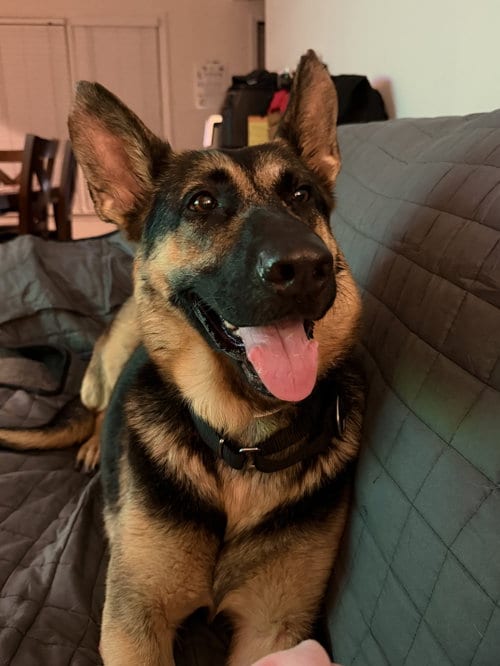 Photo of Ventura, adoptable German Shepherd Dog in La Grange, North Carolina