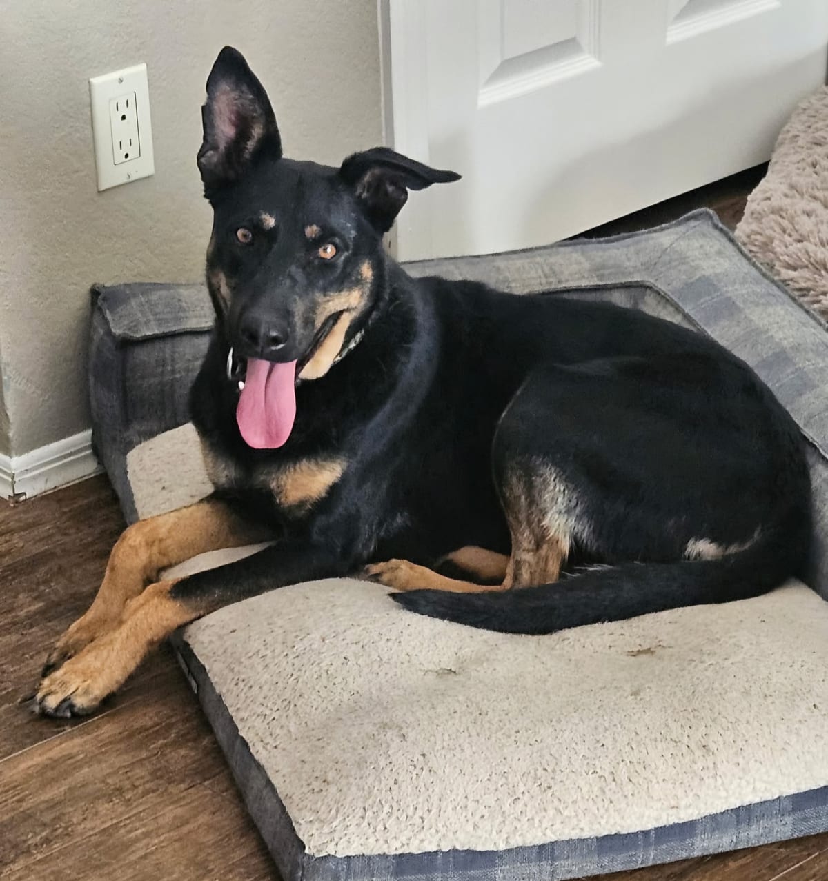 Photo of Athena, adoptable German Shepherd Dog / Doberman Pinscher in Maricopa, Arizona