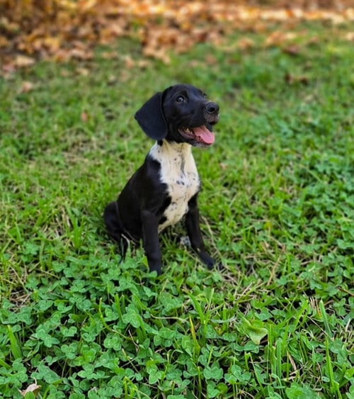 Photo of Bridget, adoptable Labrador Retriever in Newark, Delaware