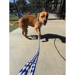 Photo of Nine, adoptable Terrier (Unknown Type, Medium) in Baton Rouge, Louisiana