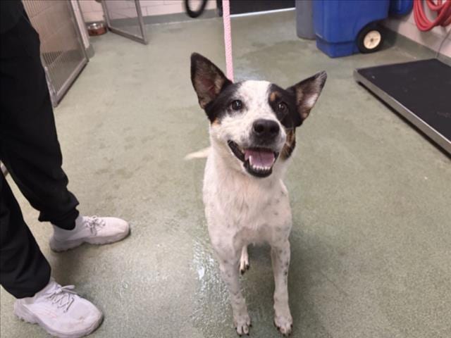 Photo of Margo, adoptable Mixed Breed in Santa Fe, New Mexico