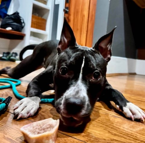 Photo of Delilah Sue, adoptable American Pit Bull Terrier in Germantown, Ohio