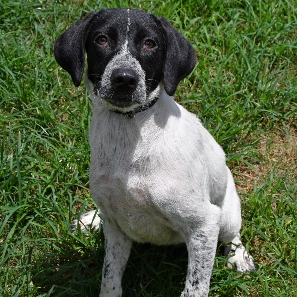 Photo of Dusty, adoptable Cattle Dog, Australian (Blue Heeler) in Beaumont, Texas