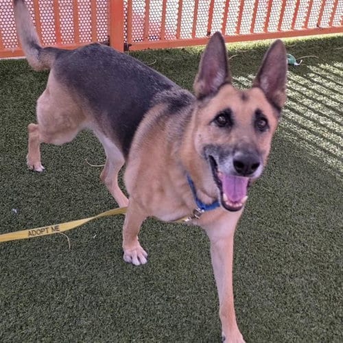 Photo of Max, adoptable German Shepherd Dog in Las Vegas, Nevada