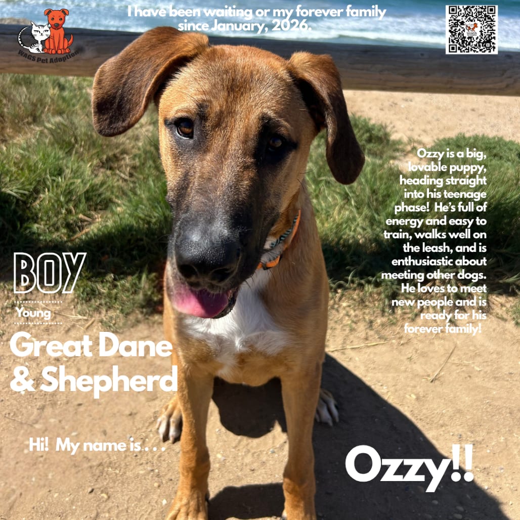 Photo of Ozzy, adoptable Great Dane / Shepherd in Westminster, California