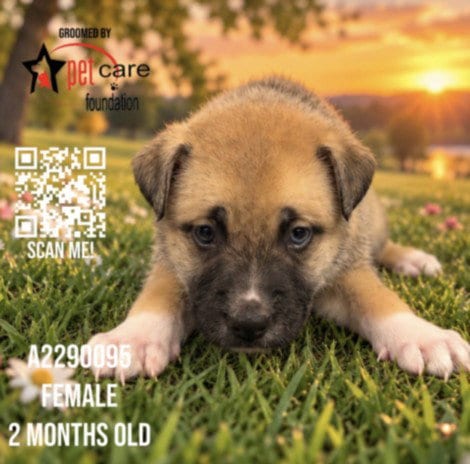 Photo of Long Island, adoptable German Shepherd Dog in Los Angeles, California